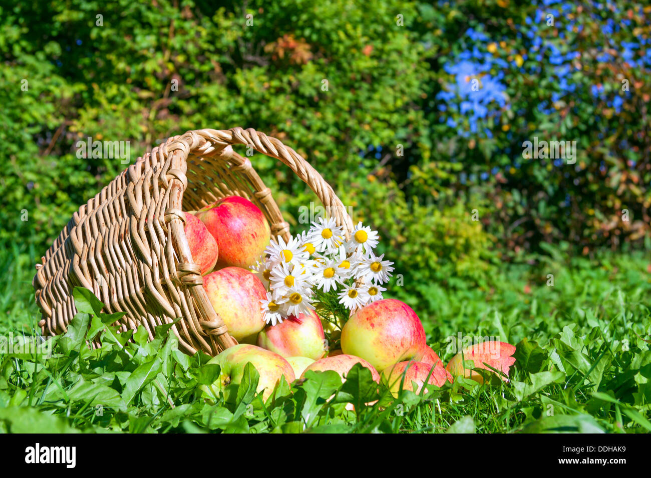 der rote saftige reife Äpfel ernten im Herbst Stockfotografie - Alamy