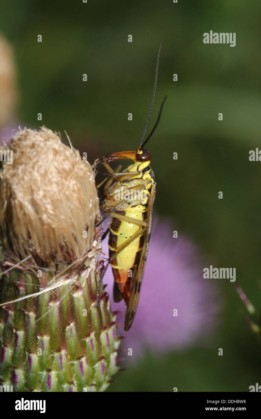 Nahaufnahme von einem weiblichen gemeinsame Scorpionfly (Panorpa Communis) Stockfoto