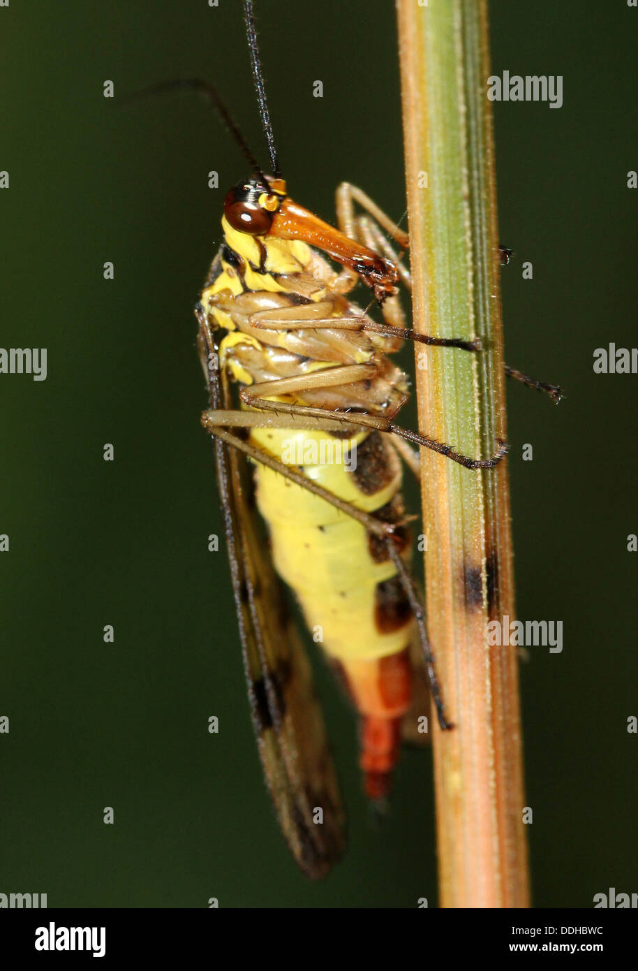 Nahaufnahme von einem weiblichen gemeinsame Scorpionfly (Panorpa Communis) Stockfoto