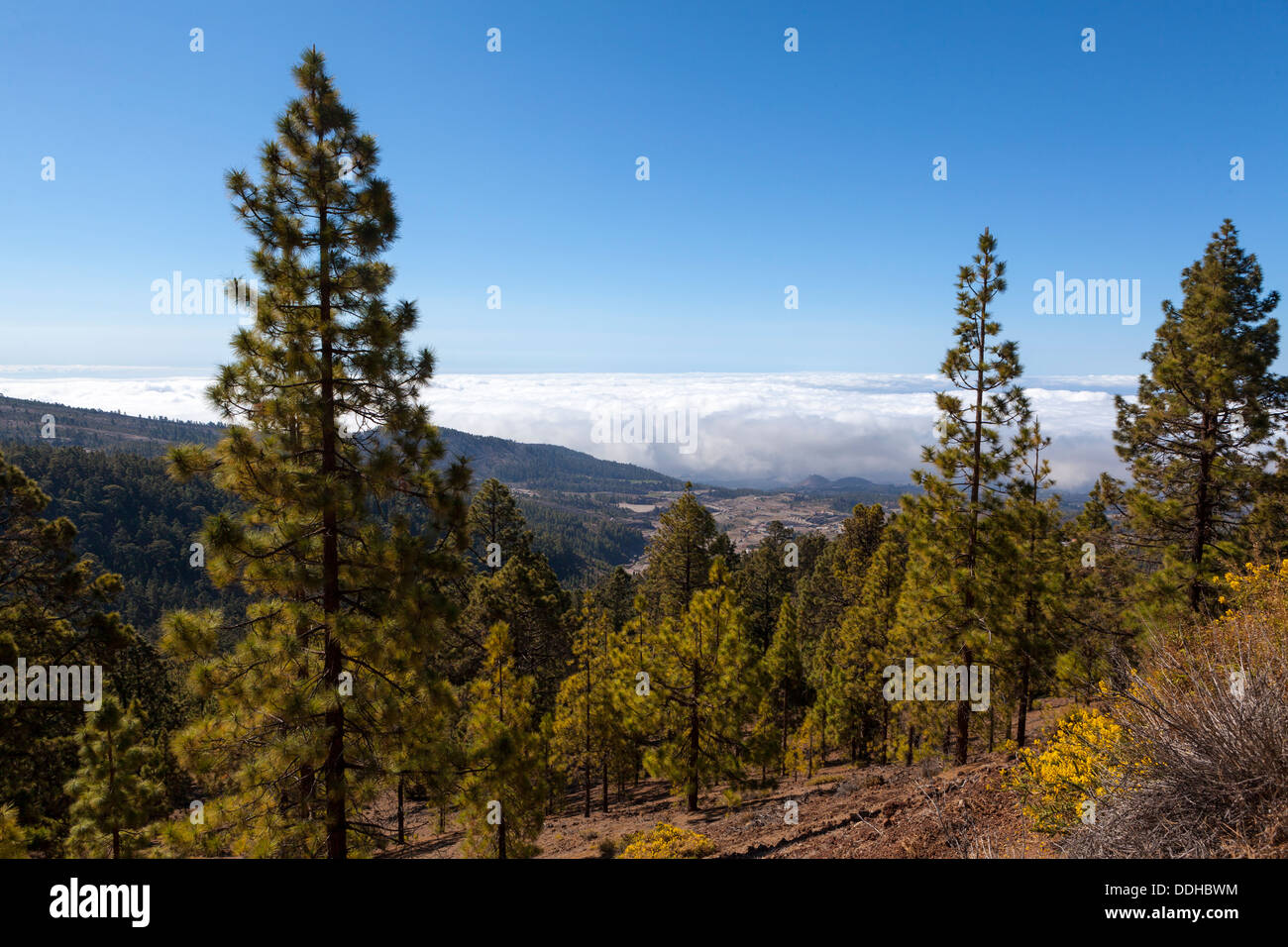 Spanien, Blick auf Corona Forestal Nationalpark Stockfoto