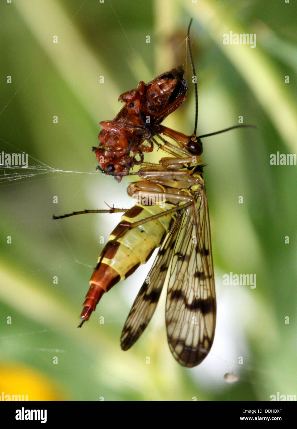 Nahaufnahme von einem weiblichen gemeinsame Scorpionfly (Panorpa Communis) Fütterung auf eine Beute Stockfoto