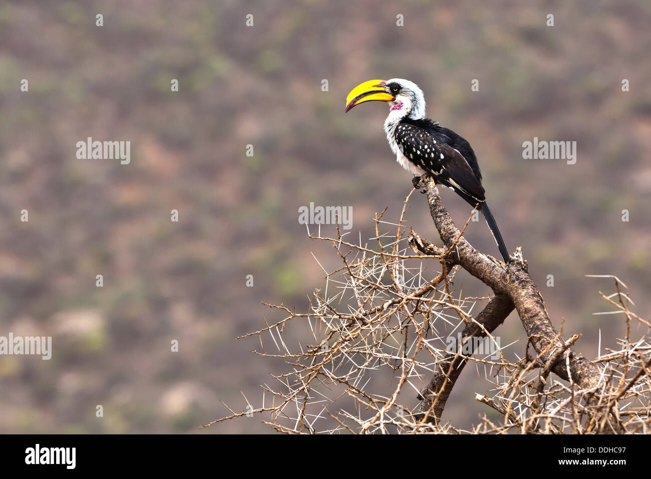 Afrika, Kenia, Ansicht des gelben abgerechnet Hornbill Vogel in Samburu National Reserve Stockfoto