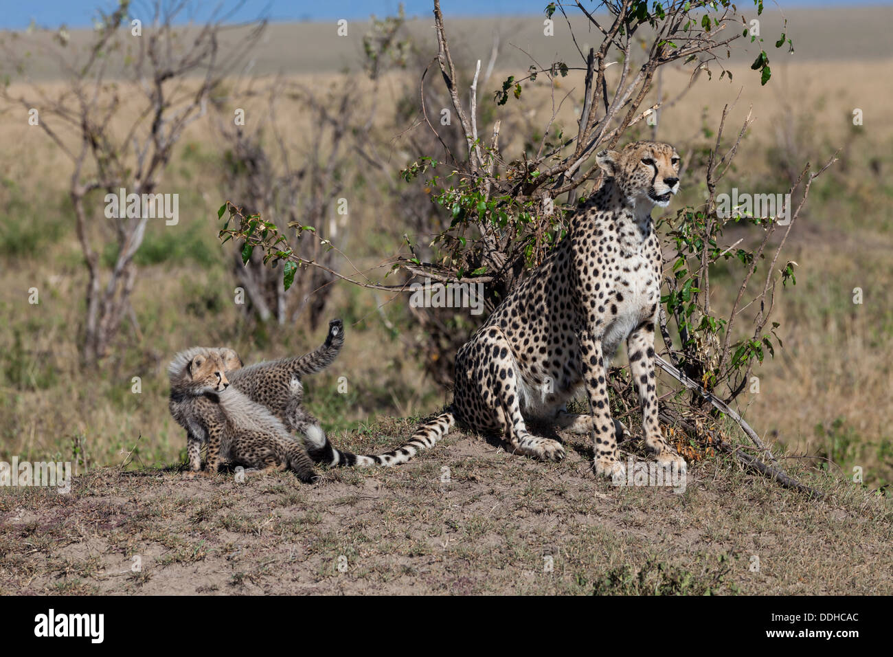 Afrika, Kenia, Ansicht von Gepardin mit jungen im Masai Mara Nationalpark Stockfoto