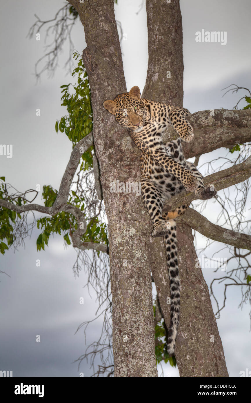 Afrika, Kenia, Ansicht von Leopard ruht auf Baum im Masai Mara Nationalpark Stockfoto