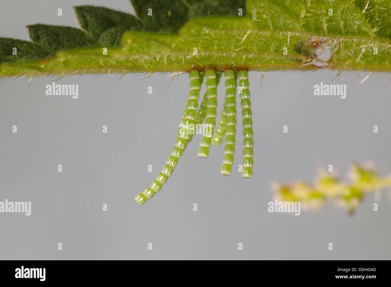 Lange Strings von Eiern aus der Karte Schmetterling (Araschnia Levana) auf ein Nesselblatt Stockfoto