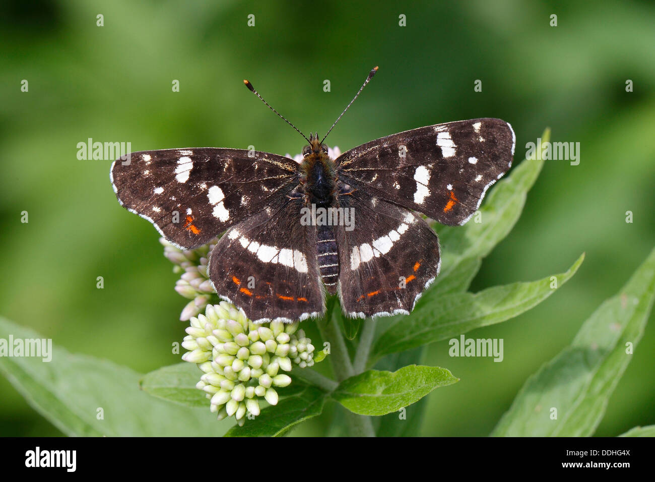 Karte-Schmetterling (Araschnia Levana), thront Sommer-Generation auf einer Agrimony-Blume Stockfoto