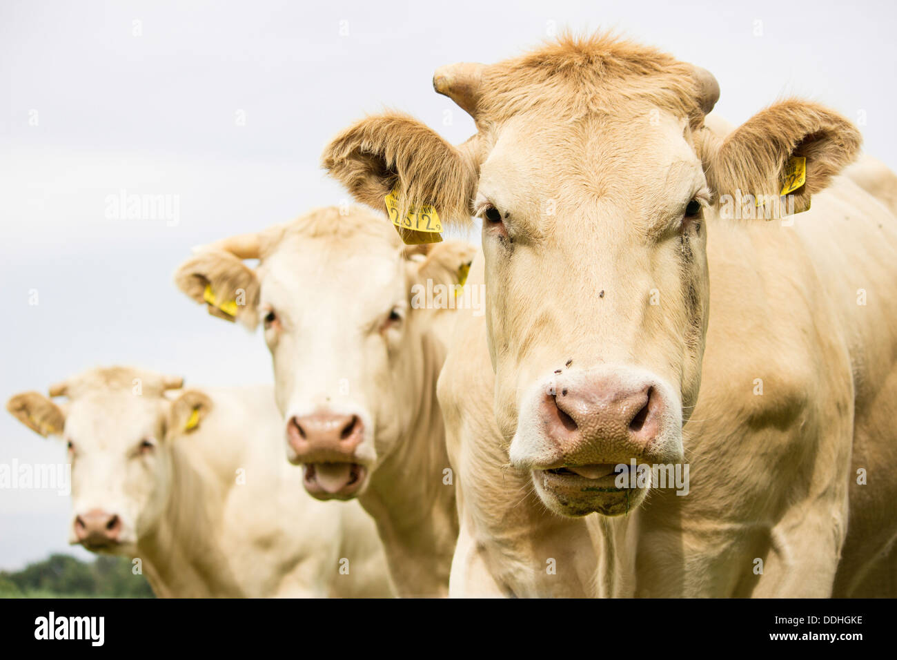 Nahaufnahme von drei braune Kühe in die Kamera schaut Stockfoto