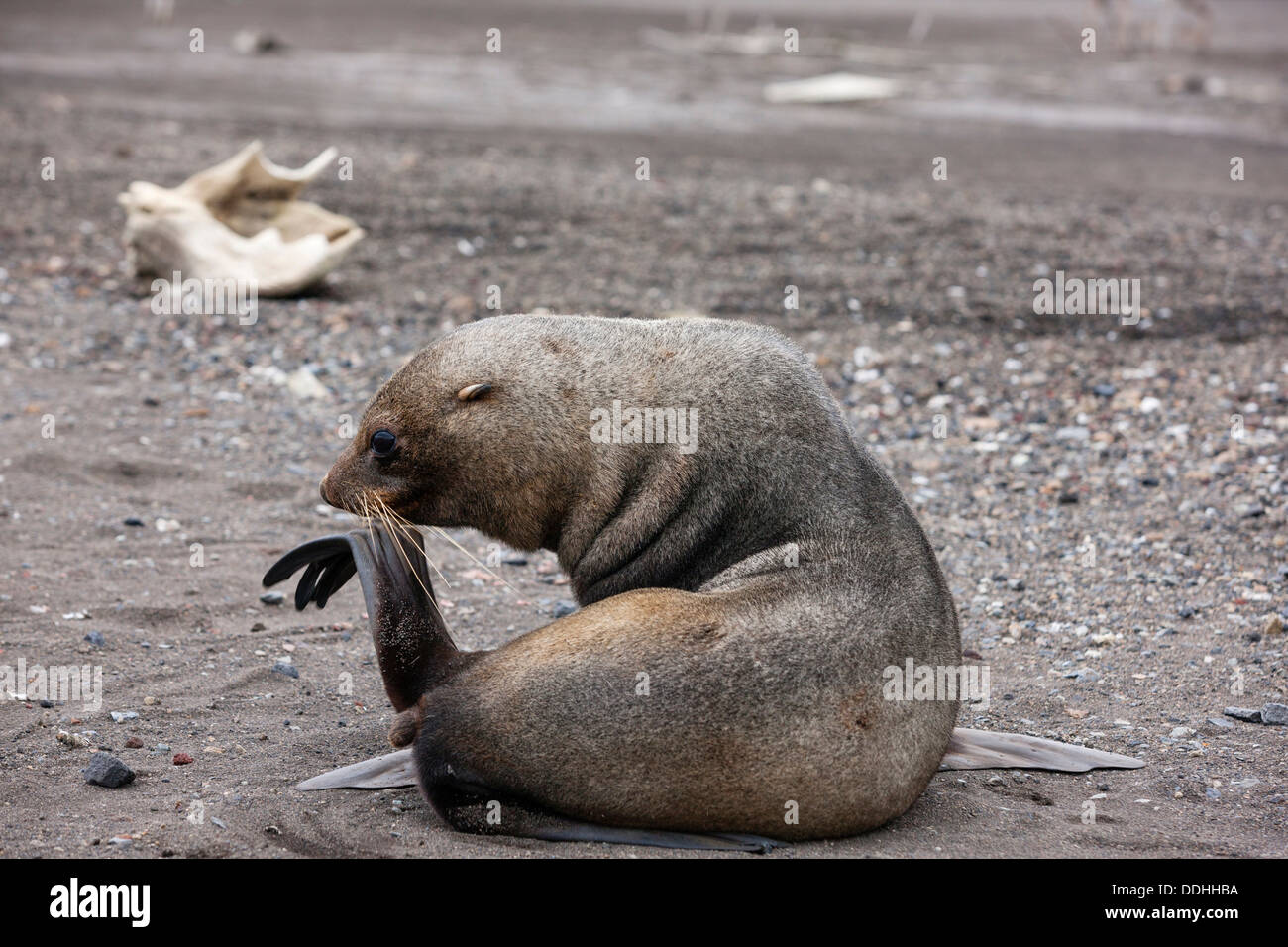 Antarktis-Seebär (Arctoephalus Gazella) Kratzen mit fin Stockfoto