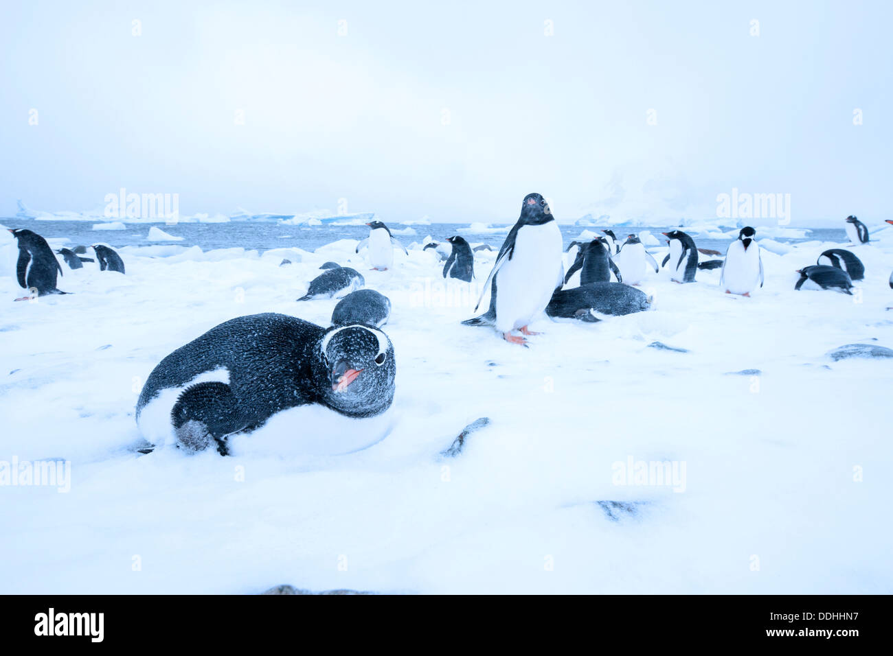Gentoo Penguins (Pygoscelis Papua) auf dem Eis während eines
