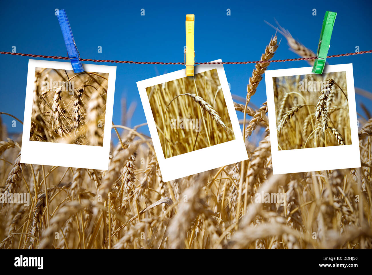 Fotos von Weizen hängen am Seil mit Stecknadeln gegen Weizenfeld Stockfoto