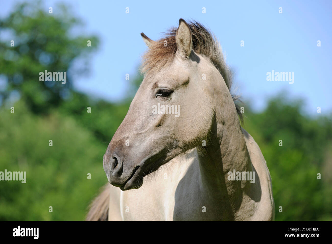 Tarpan oder eurasische Wildpferd (Equus Ferus Gmelini, Equus Gmelini), Zucht zurück Projekt, Porträt, in Gefangenschaft Stockfoto