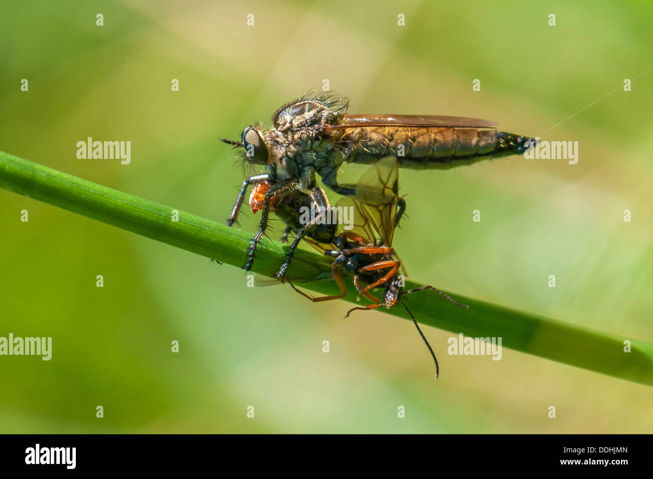 Golden-tabbed Räuber-Fly (Eutolmus Rufibarbis) mit Gefangenen Insekten Stockfoto