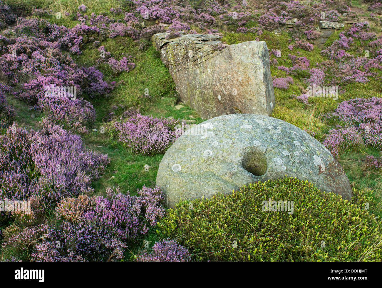 Mühlstein umgeben von lila Heidekraut blühen Bamford hochkant, Peak District in Derbyshire Stockfoto