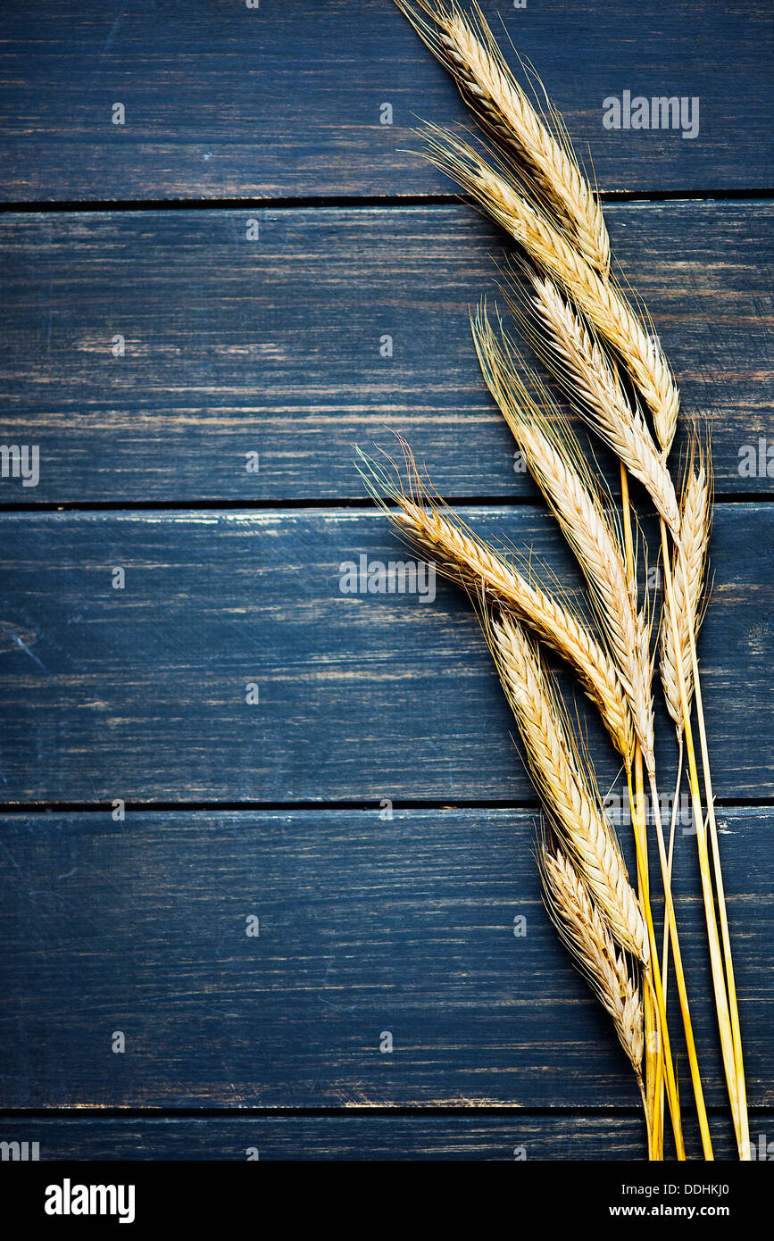 Goldener Weizen auf Marineblau rustikalen Holzbrett Rahmen Stockfoto