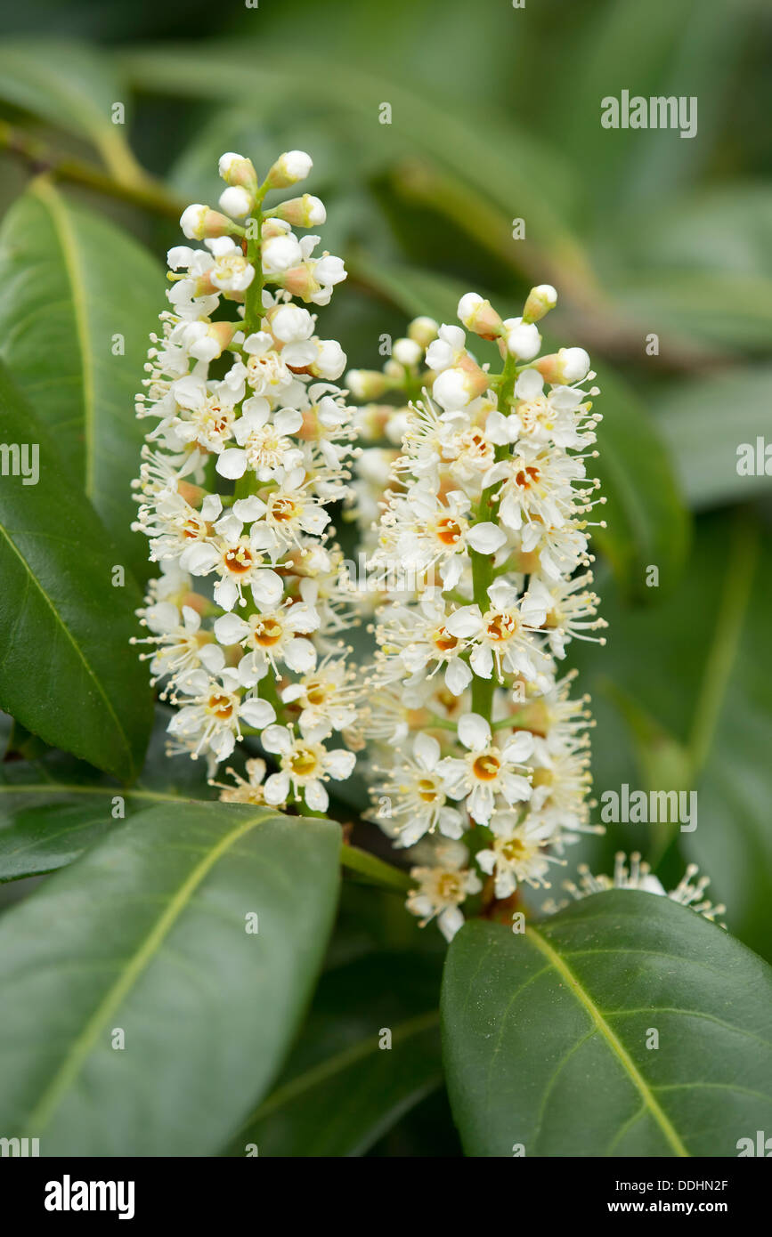 Kirschlorbeer oder gemeinsame Laurel (Prunus Laurocerasus, Laurocerasus  Officinalis) Blten und Bltter, Zierstrauch, heimisch Stockfotografie -  Alamy