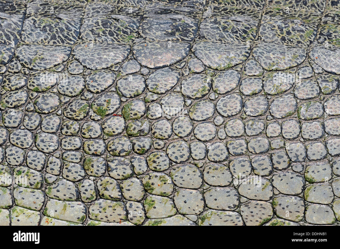 Indische Gangesgavial, Gavial oder fischfressende Krokodil (Gavialis Gangeticus), Detail der Haut Stockfoto