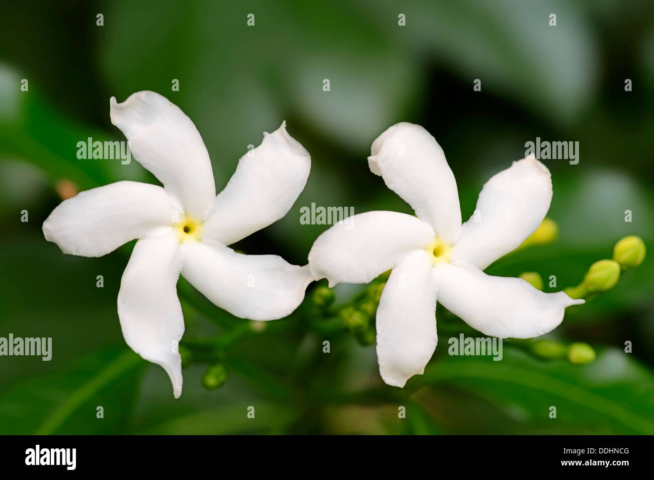 Krepp-Jasmin (Tabernaemontana Divaricata), Blumen Stockfoto