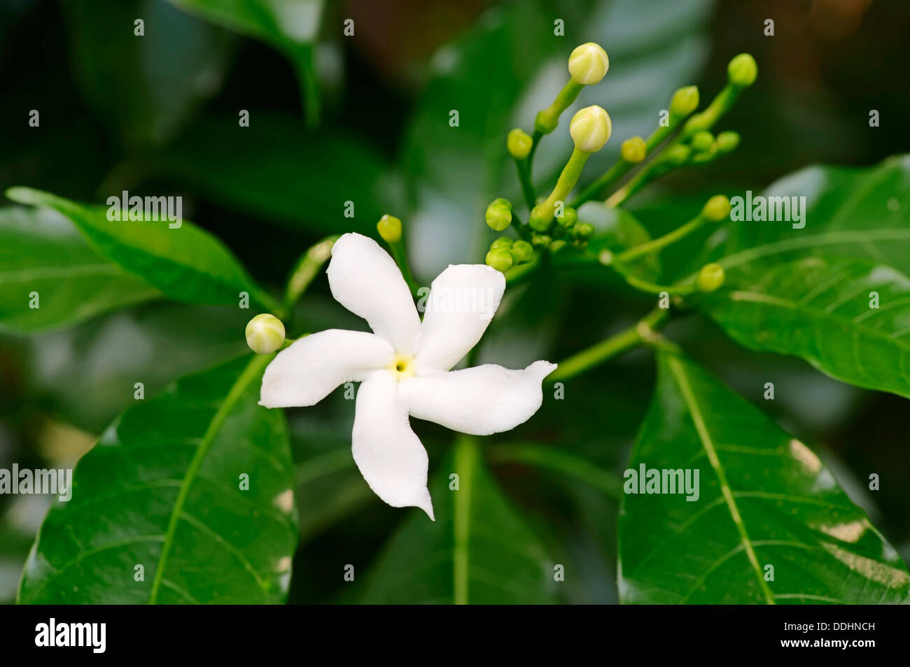 Krepp-Jasmin (Tabernaemontana Divaricata), Blüte Stockfoto
