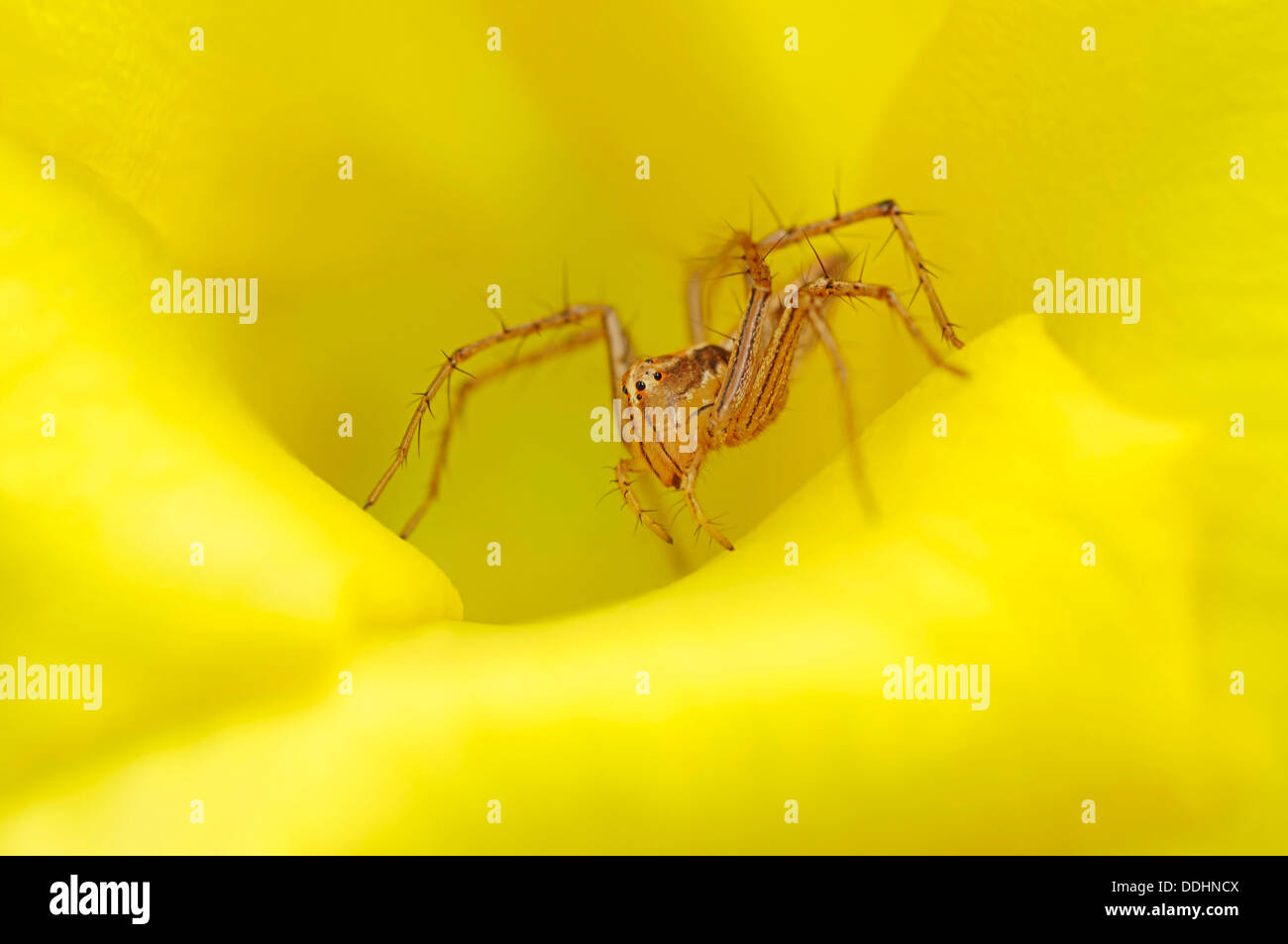 Wolf Spider (Lycosidae SP.) in der Blüte einer gelben Oleander (Thevetia Peruviana) Stockfoto