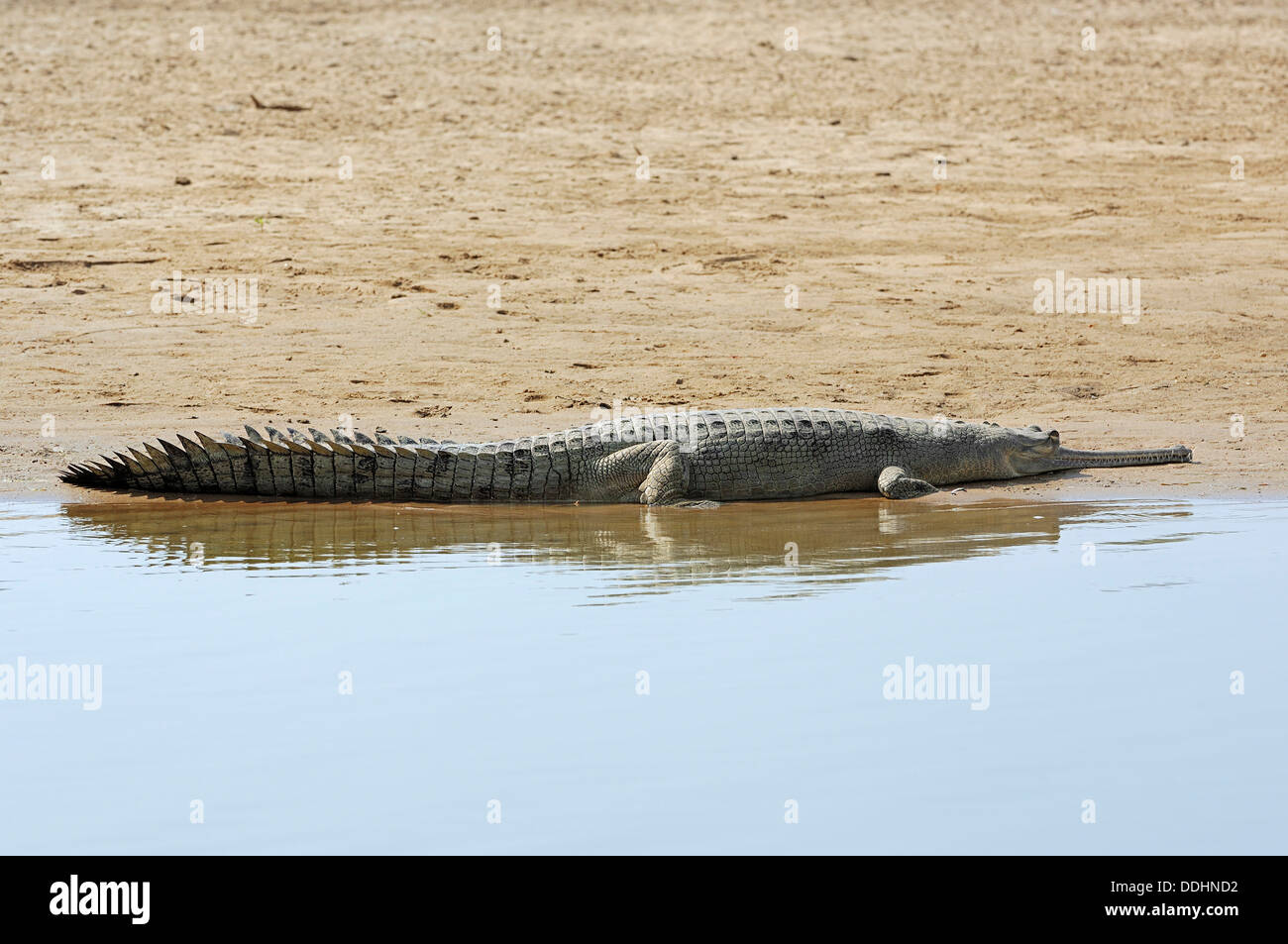 Indische Gangesgavial, Gavial oder fischfressende Krokodil (Gavialis Gangeticus) liegen am Ufer Stockfoto