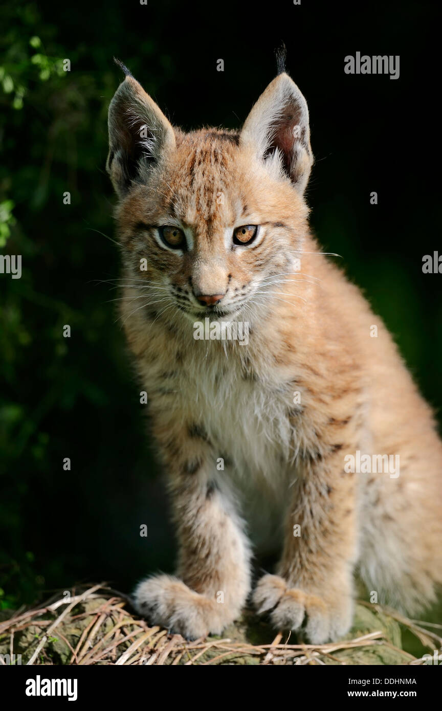 Gemeinsamen Luchs, Eurasischen Luchs oder nördlichen Luchs (Lynx Lynx) Kätzchen, gefangen Stockfoto Gemeinsamen Luchs, Eurasischen Luchs oder nördlichen Luchs (Lynx Lynx) Kätzchen, gefangen Stockfoto