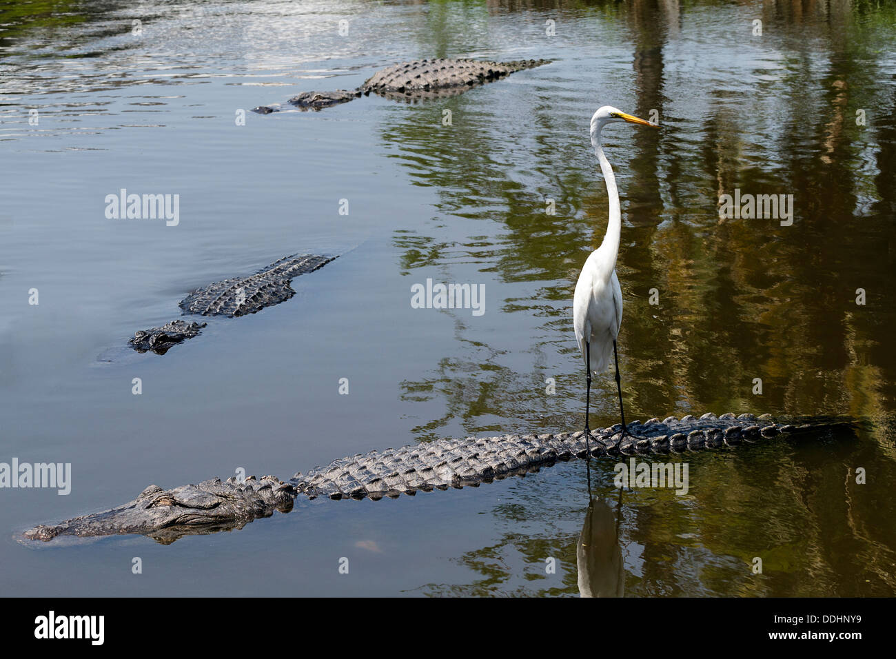 Silberreiher auf Alligatoren Rücken Stockfoto