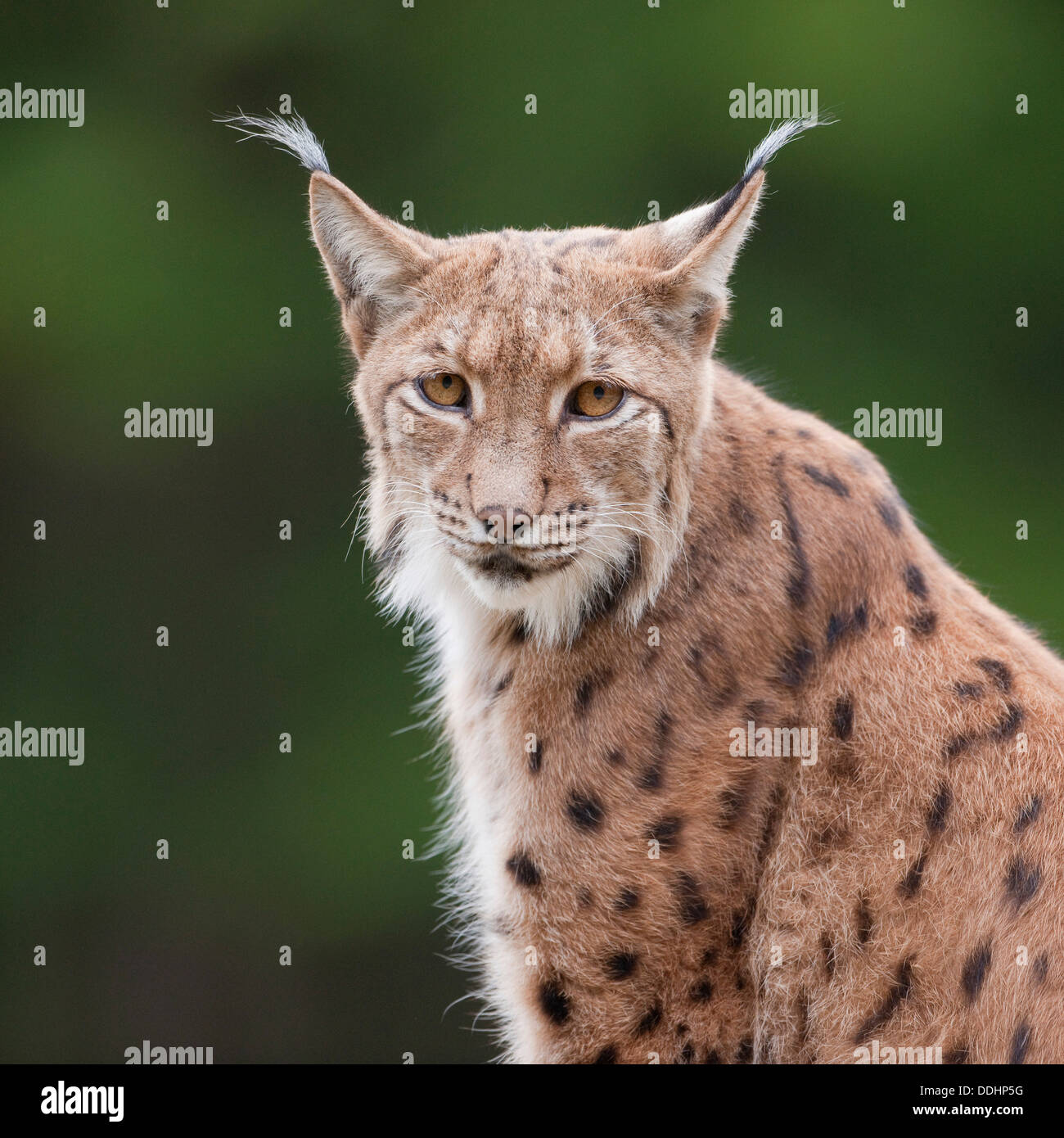 Eurasischer Luchs (Lynx Lynx), Porträt, in Gefangenschaft Stockfoto Eurasischer Luchs (Lynx Lynx), Porträt, in Gefangenschaft Stockfoto
