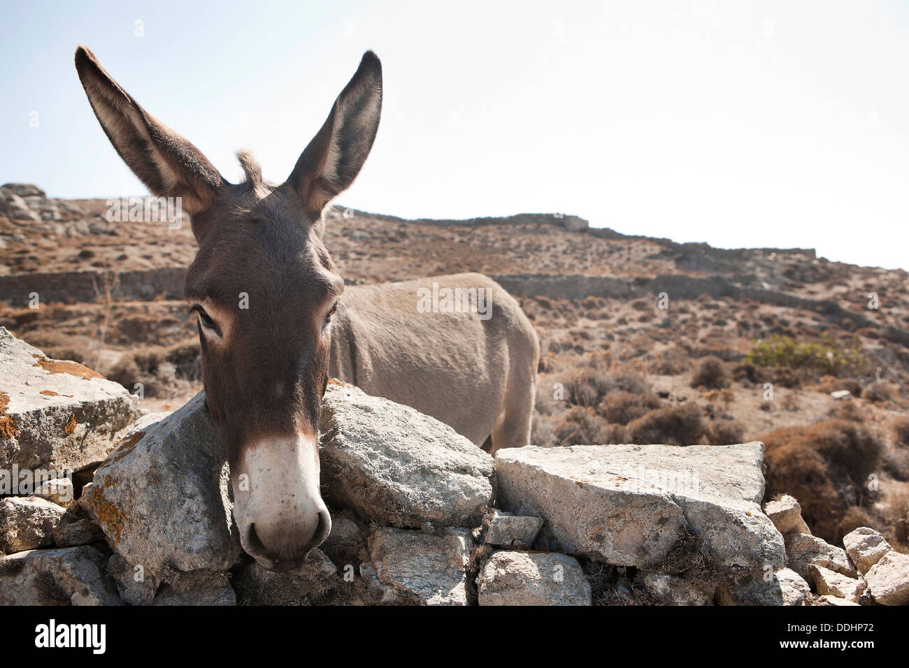 Griechenland, Mykonos, Esel beobachten neugierig Stockfoto