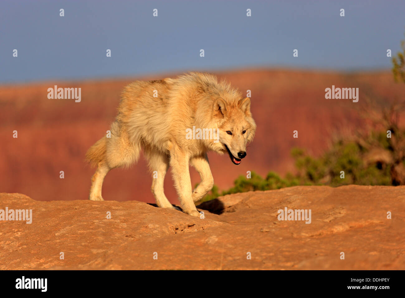 Wolf (Canis Lupus), Erwachsene, gefangen Stockfoto