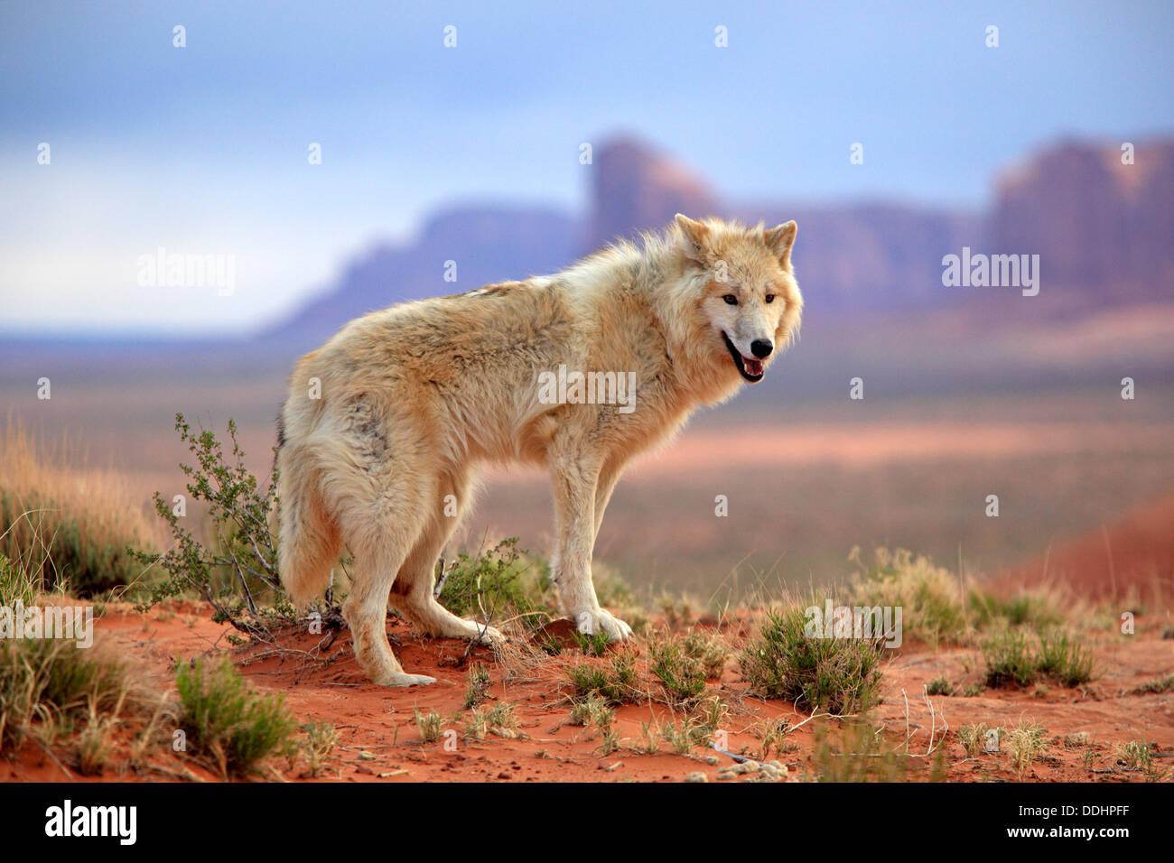 Wolf (Canis Lupus), Erwachsene, gefangen Stockfoto