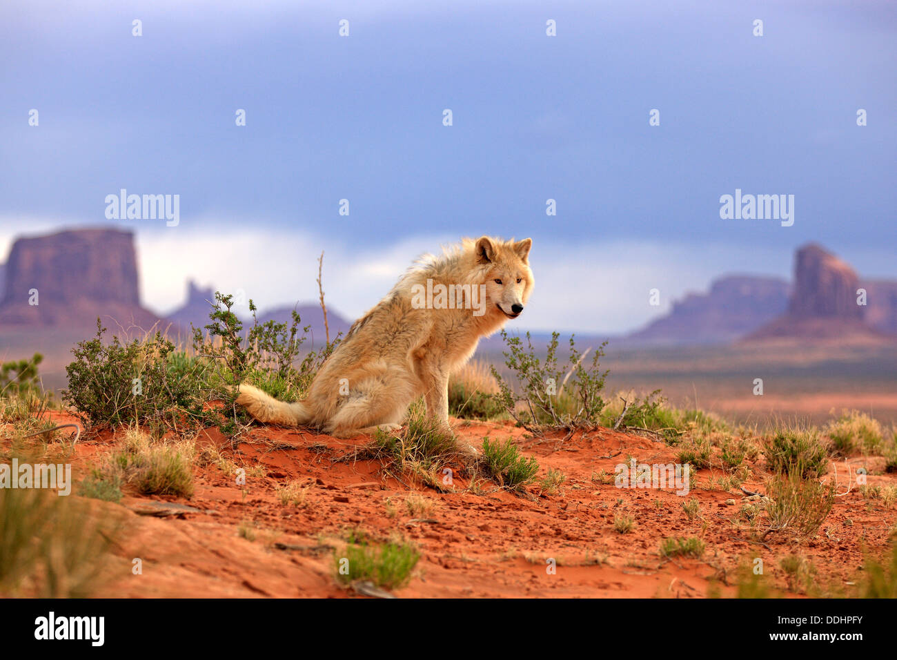 Wolf (Canis Lupus), Erwachsene, gefangen Stockfoto