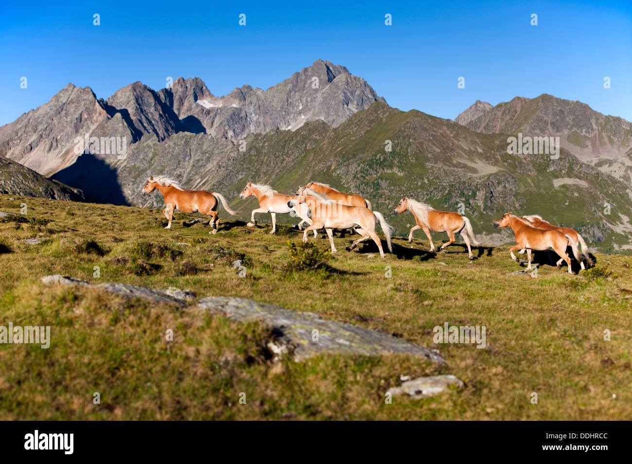 Herde der Haflingerpferde traben vor Bergen auf der Alm Stockfoto