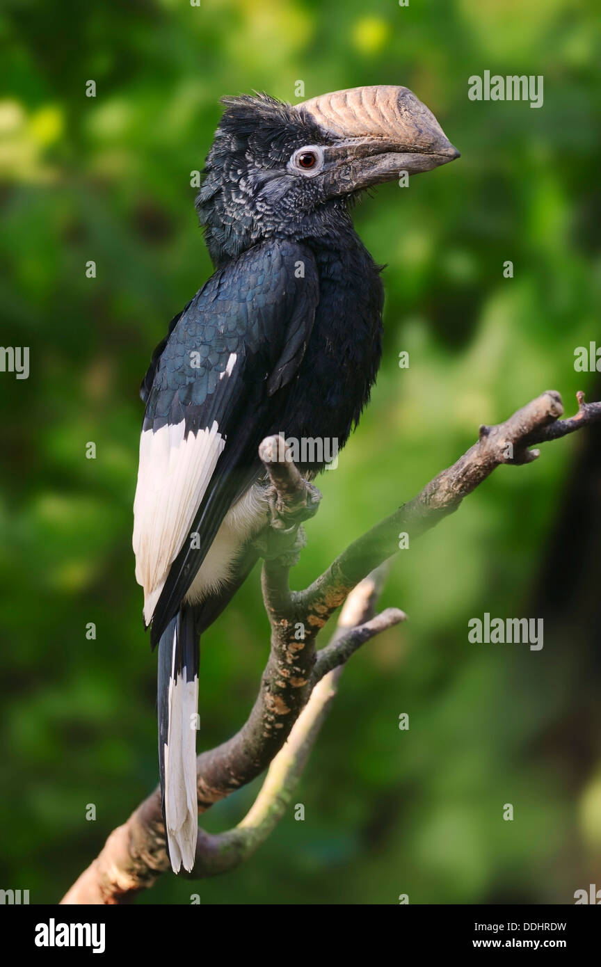 Silbrig-cheeked Hornbill (Bycanistes Subcylindricus), ursprünglich aus Afrika, gefangen Stockfoto