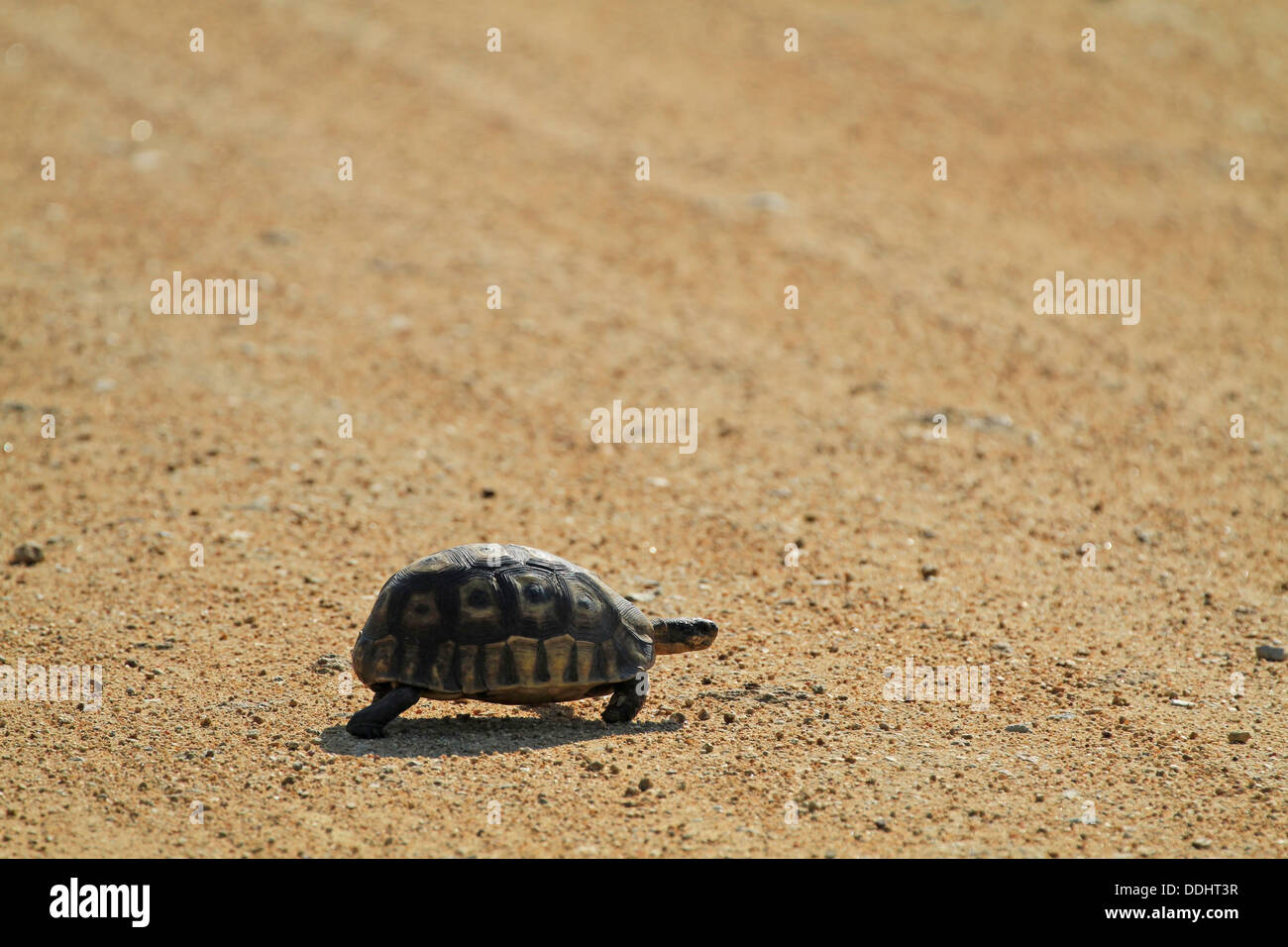 Bugspriet Schildkröte (Chersina Angulata) Kreuzung Straße im western Cape. Stockfoto