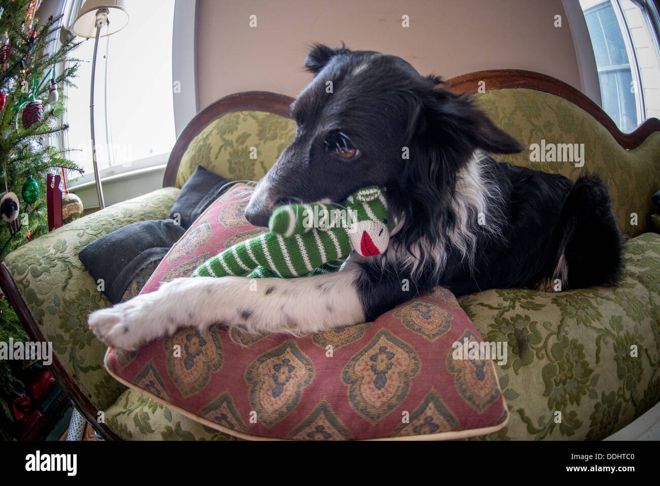 Border Collie mit neuen Spielzeug spielen am Weihnachtsmorgen Stockfoto