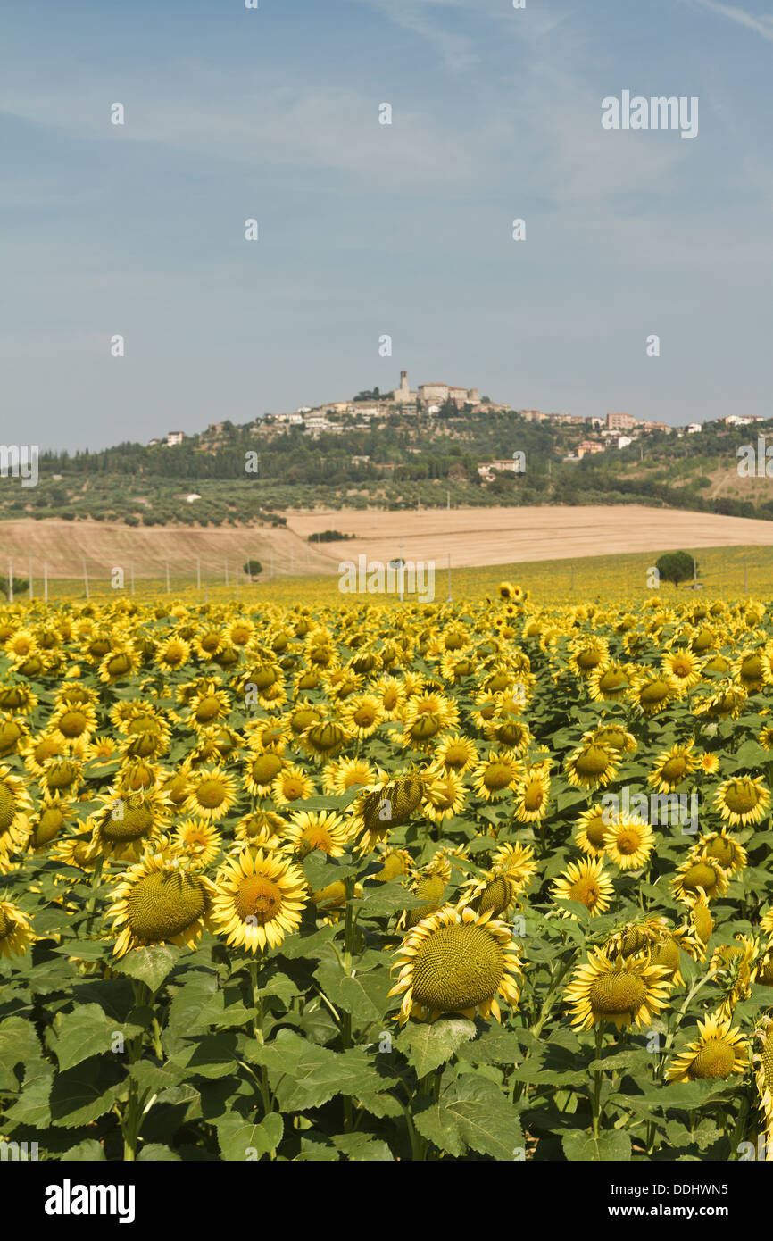 Sonnenblumen vor dem Dorf Agello in Umbrien Stockfoto