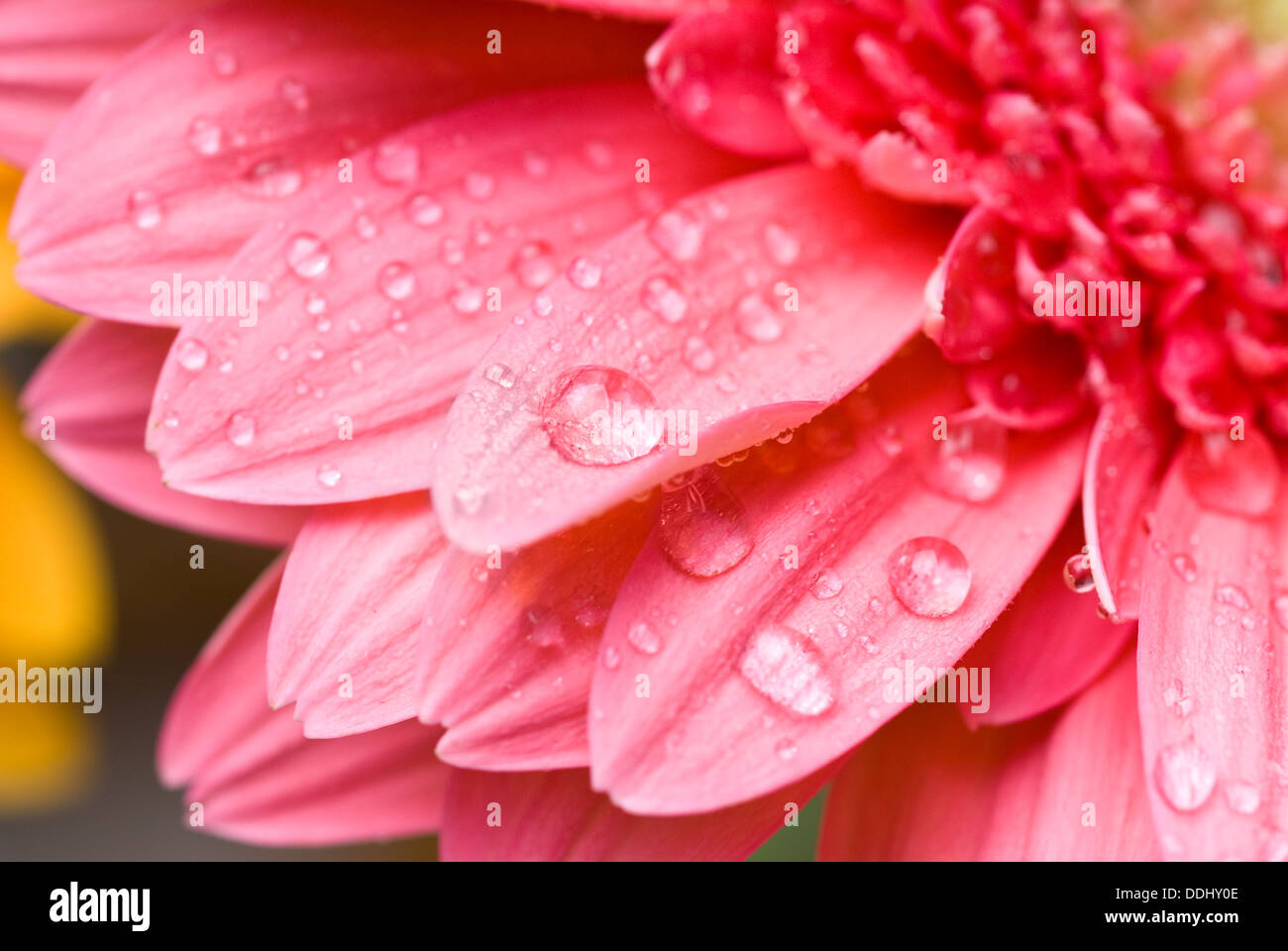 Rosa Gänseblümchen-Gerbera mit Wassertropfen isoliert auf weiss Stockfoto