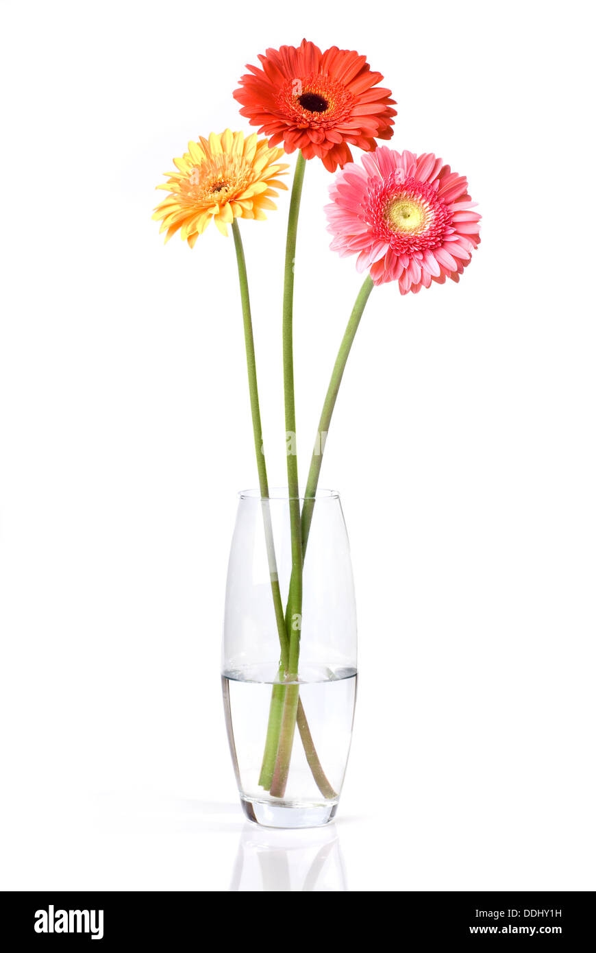 Bouquet von Daisy-Gerbera in Glasvase isoliert auf weiss Stockfoto