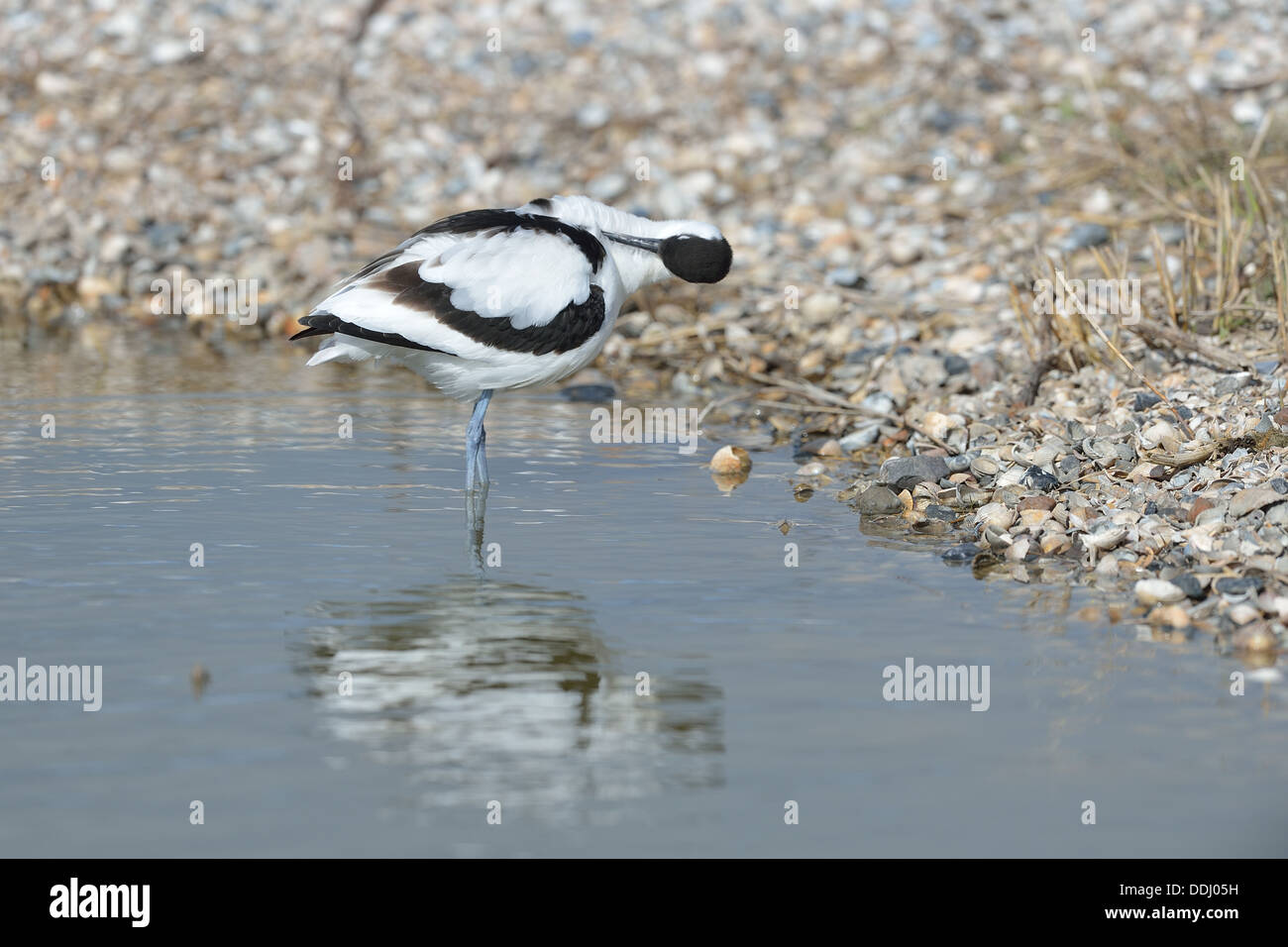 Pied Avocet - eurasischen Säbelschnäbler - schwarz-capped Säbelschnäbler (Recurvirostra Avosetta) im flachen Wasser putzen Stockfoto