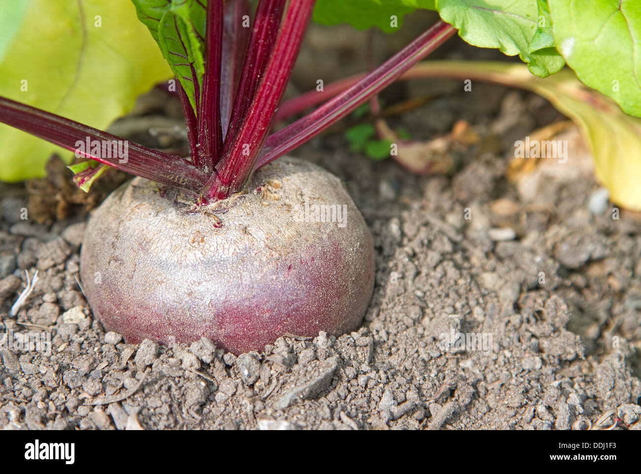 Eine rote Beete im Gemüsegarten wachsen Stockfoto