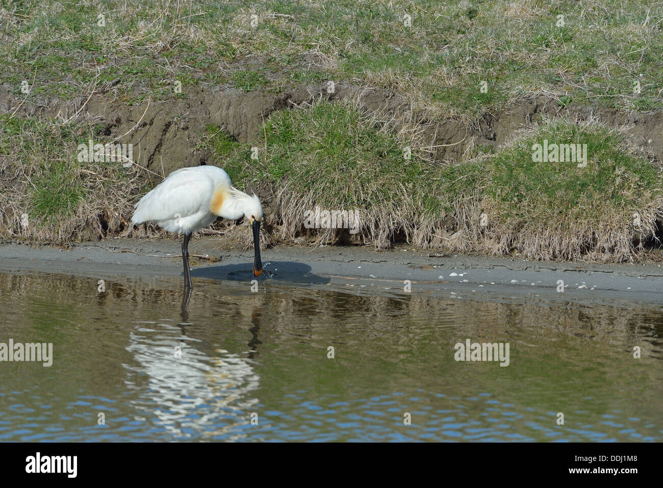 Eurasische Löffler - Europäische Löffler (Platalea Leucorodia) im flachen Wasser putzen Stockfoto