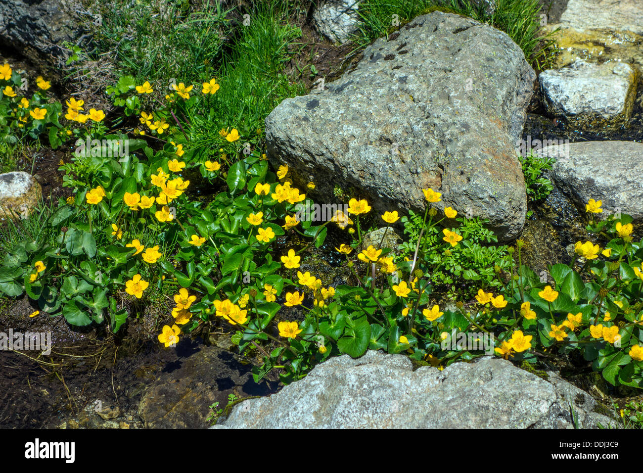 Gelbe Blumen Marsh Marigold wächst über Wasser, Gebirgsbach Stockfoto
