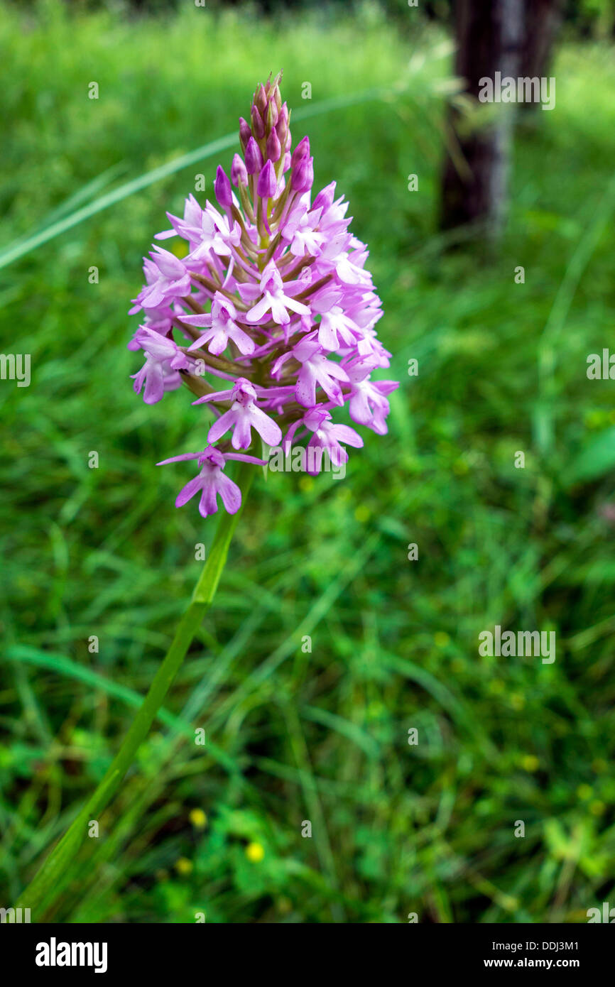 Lila Orchidee wächst in grüne Wiese Stockfoto