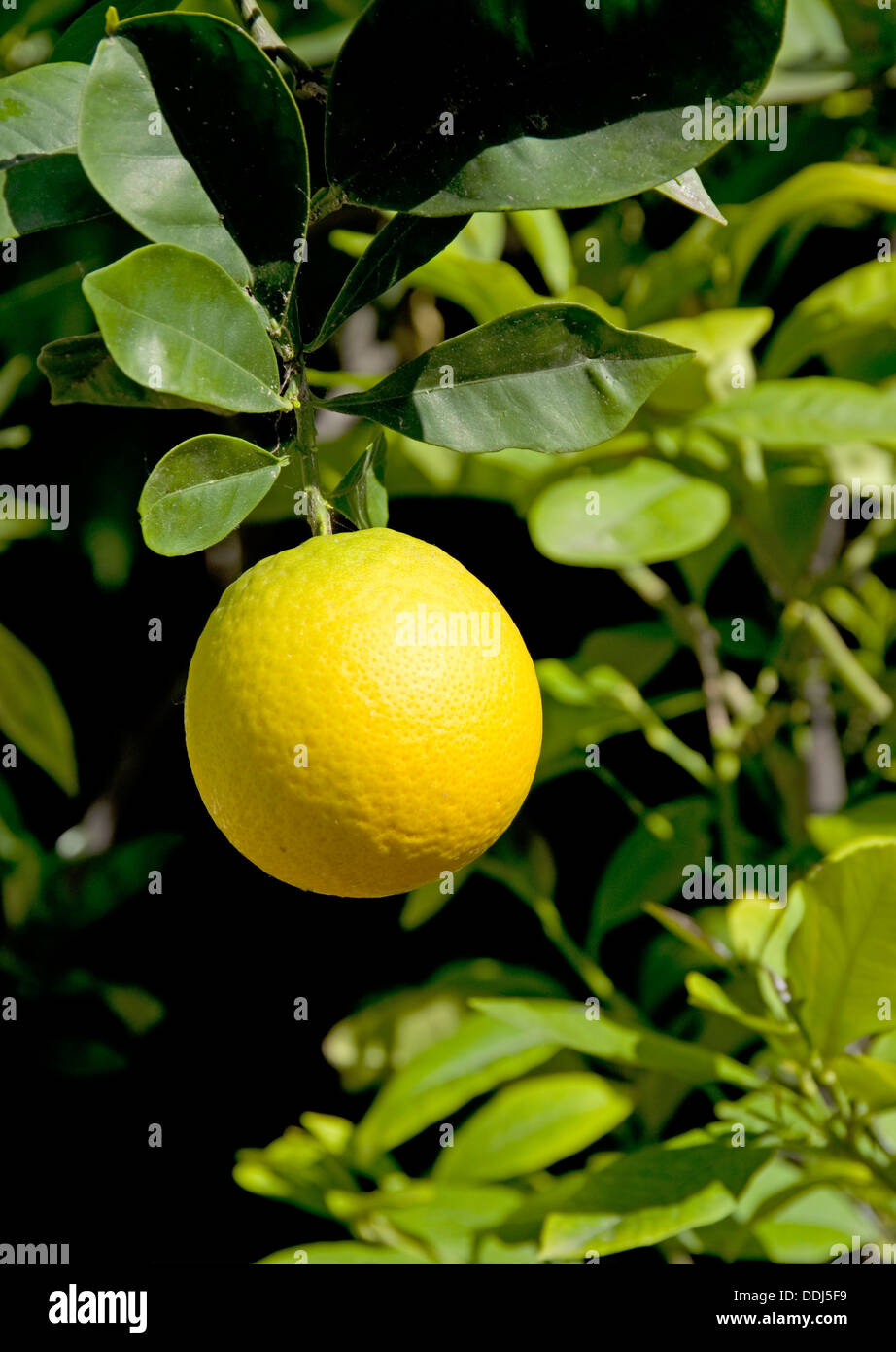 Deutschland, Mannheim, gelbe Grapefruit auf Baum Stockfoto