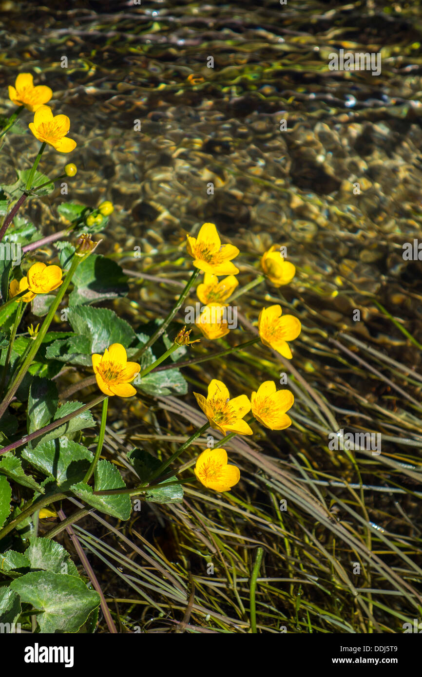 Gelbe Blumen Marsh Marigold wächst über Wasser, Gebirgsbach Stockfoto