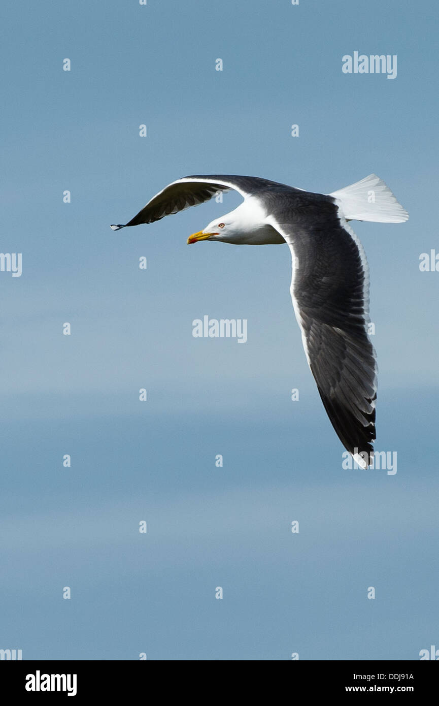 Eine große schwarz-unterstützte Möwe im Flug Stockfoto