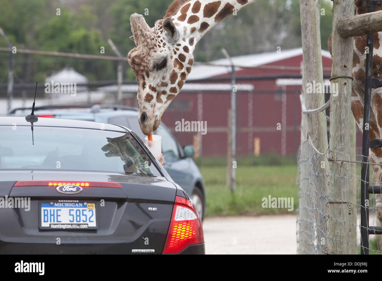 Eine Giraffe ißt eine Karotte reichte vom Passagier eines Autos auf der African Safari Wildlife Park in Port Clinton, Ohio Stockfoto