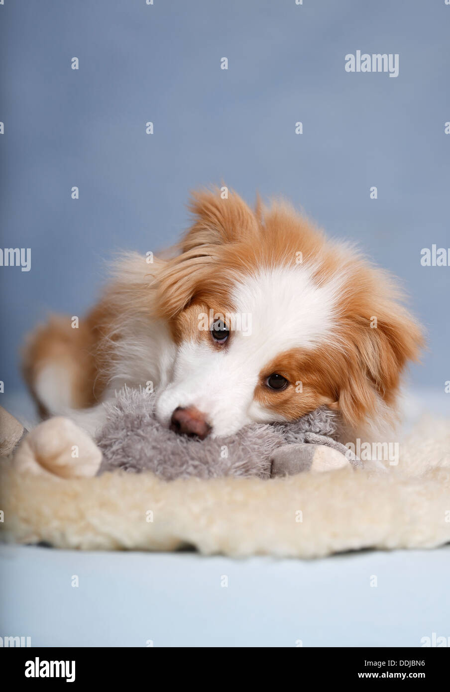 BorderCollie Hund sitzt auf Teppich mit Stofftier Stockfoto, Bild