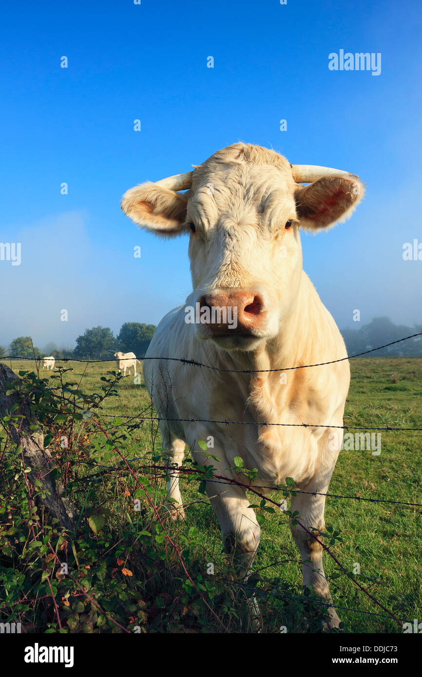 Kuh auf einer Alm in den Morgen Stockfoto