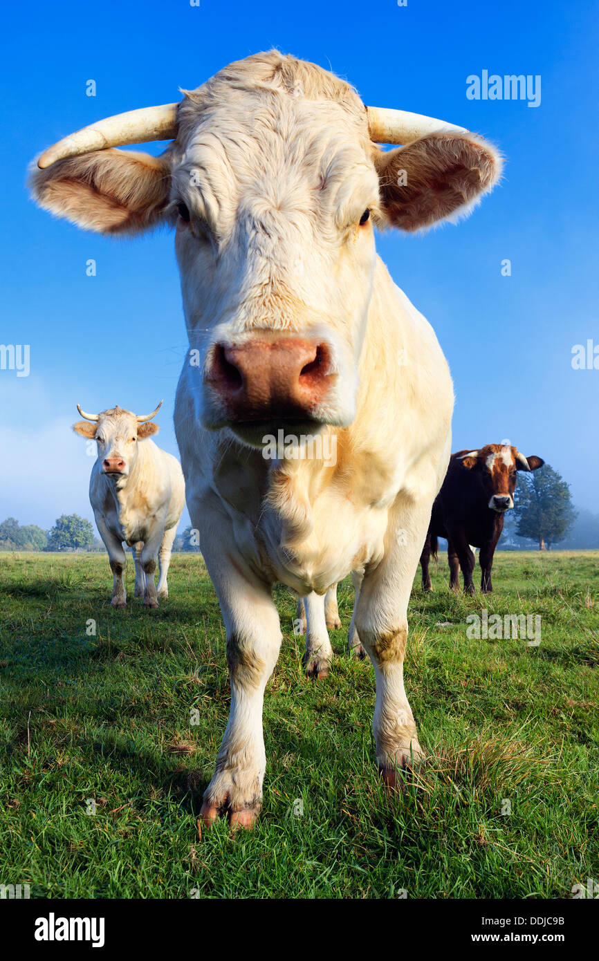 Kuh auf einer Alm im Morgenlicht Stockfoto